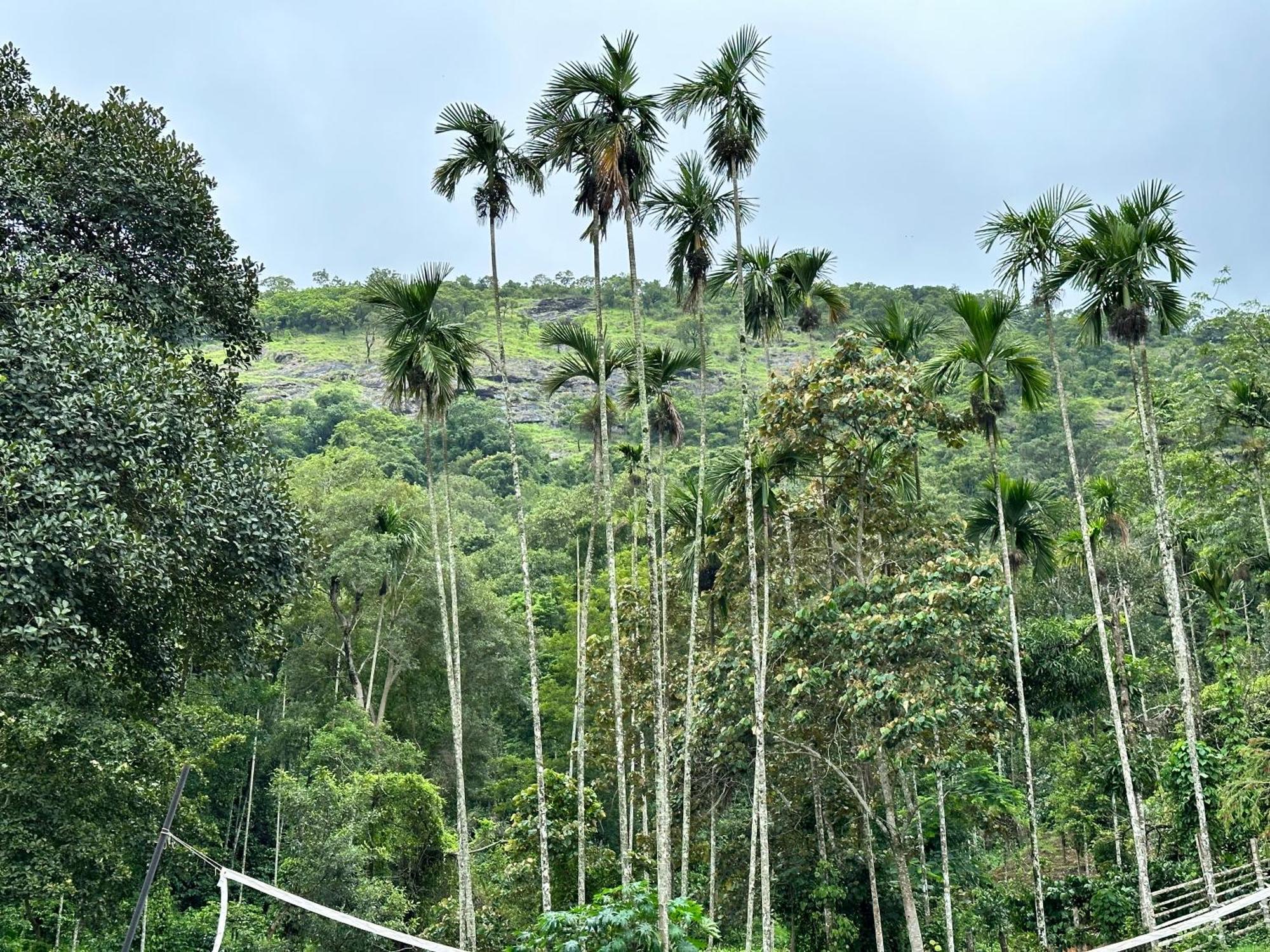 Sherlock Jungle Retreat Srimangala Экстерьер фото